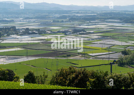 Grüner Tee, Chiran, Minami Kyushu Stadt, Kagoshima Präfektur, Japan Stockfoto