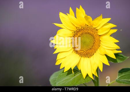 Frankreich, Alpes de Haute Provence, Regionaler Naturpark Verdon, Valensole, Sonnenblumen blühen und Lavendelfeld Stockfoto