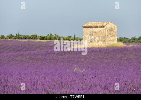 Frankreich, Alpes de Haute Provence, Regionaler Naturpark Verdon, Puimoisson, Ferienhaus aus Stein in den Plan des Coulettes mitten in einem Lavendelfeld (lavandin) auf dem Plateau de Valensole Stockfoto