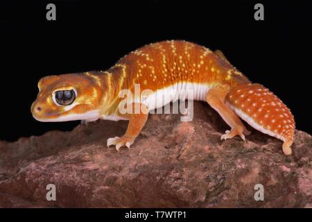 Glatte Knopf-tailed Gecko (Nephrurus Levis) Stockfoto