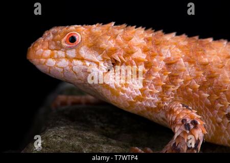 Östlichen Pilbara stacheligen-tailed Skink (Egernia epsisolus) Stockfoto