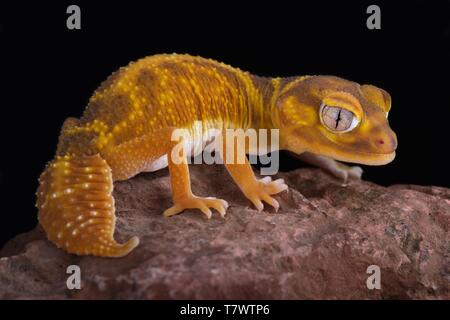 Western glatte Knopf-tailed Gecko (Nephrurus Levis occidentalis) Stockfoto