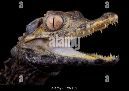 Schneider's dwarf Caiman (Paleosuchus trigonatus) Stockfoto