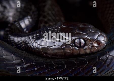 Schwarze mangrove Schlange (Boiga dendrophila) Selayar Stockfoto