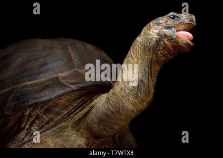 Aldabra-Riesenschildkröte (Aldabrachelys Gigantea) Stockfoto