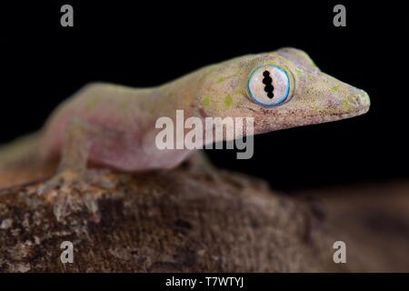 Philippinische false Gecko (Pseudogekko compresicorpus) Stockfoto