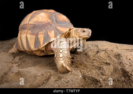 Angonoka Schildkröte (Astrochelys yniphora) Stockfoto