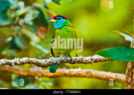 Blue-throated Barbet, Psilopogon asiaticus, Sattal, Uttarakhand, Indien. Stockfoto