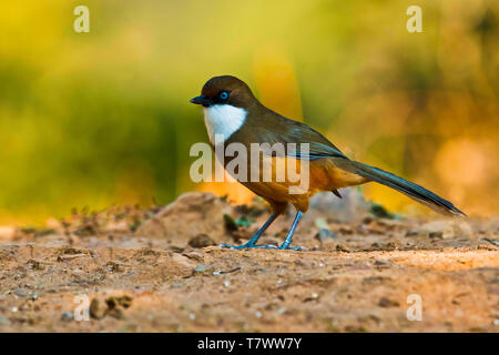 White-throated laughingthrush, Garrulax albogularis, Sattal, Uttarakhand, Indien. Stockfoto