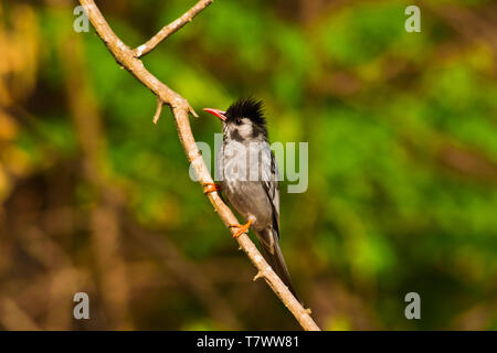 Schwarz bulbul, Hypsipetes leucocephalus, Sattal, Uttarakhand, Indien. Stockfoto