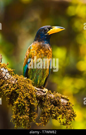 Große Barbet, Megalaima virens, Sattal, Uttarakhand, Indien. Stockfoto