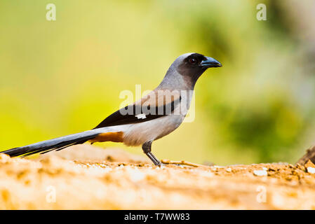 Grau treepie, Dendrocitta formosae, Sattal, Uttarakhand, Indien. Stockfoto