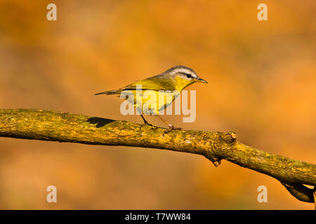 Grau - hooded Warbler, Phylloscopus xanthoschistos, Sattal, Uttarakhand, Indien. Stockfoto