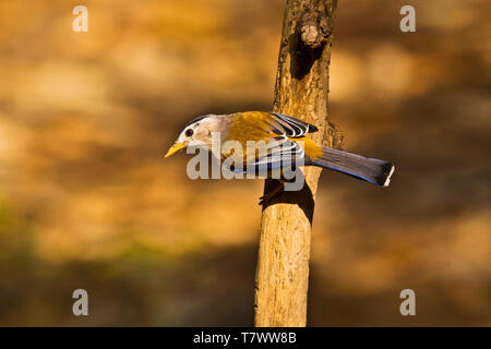 Blue-winged minla-Siva, Siva, cyanouroptera Sattal, Uttarakhand, Indien. Stockfoto