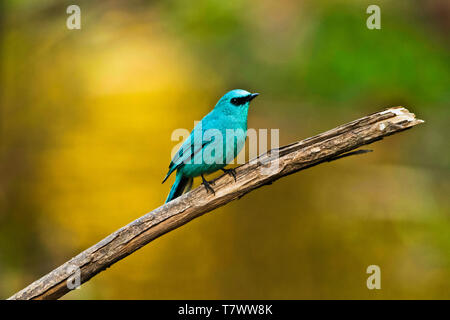 Verditer Fliegenfänger, Eumyias thalassinus, Sattal, Uttarakhand, Indien. Stockfoto