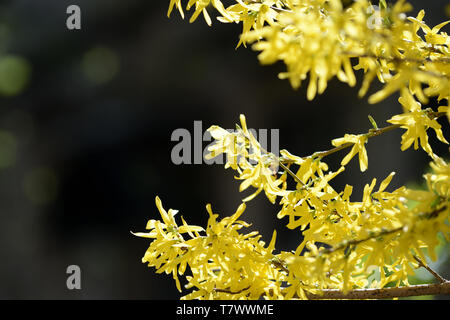 Leuchtend gelb blühende Forsythia Bush auf einem Frühling close up Stockfoto