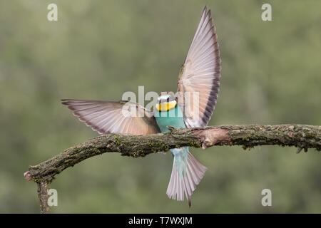 Landung der Europäischen bee Eater (Merops apiaster) Stockfoto