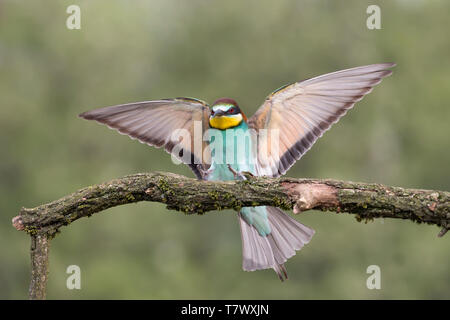 Landung der Europäischen bee Eater (Merops apiaster) Stockfoto