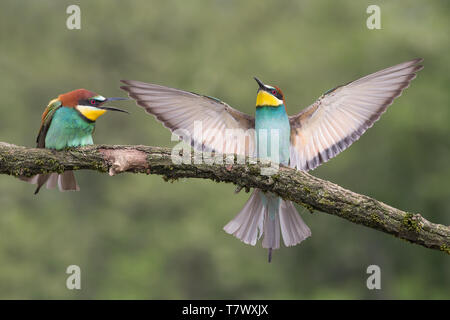 Landung der Europäischen bee Eater (Merops apiaster) Stockfoto