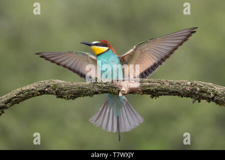 Landung der Europäischen bee Eater (Merops apiaster) Stockfoto