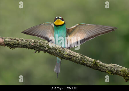 Landung der Europäischen bee Eater (Merops apiaster) Stockfoto