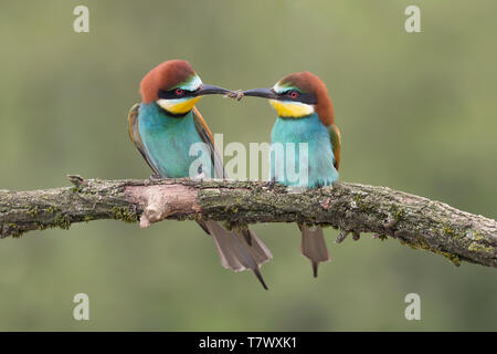 Das Geschenk, die Verlobten der Europäischen Bee Eaters (Merops apiaster) Stockfoto