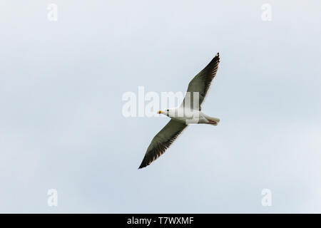 Amerikanische Silbermöwe (Larus argentatus) Alias: Smithsonian Möwe Stockfoto