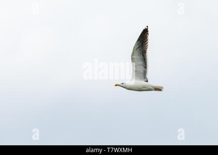 Amerikanische Silbermöwe (Larus argentatus) Alias: Smithsonian Möwe Stockfoto