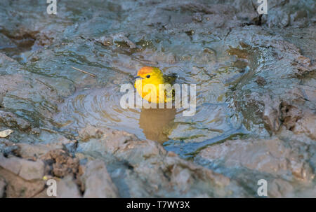 Schnäpperrohrsänger ein Schlammbad auf der Insel Santa Cruz in Galapagos Inseln Stockfoto