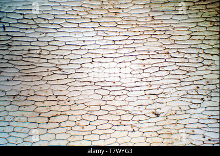 Mikroskopische Ansicht von Trennblatt Stockfoto