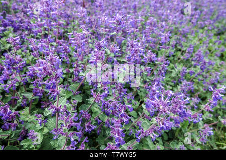 Katzenminze Nepeta x faassenii 'Felix' Blue flower bed Stockfoto