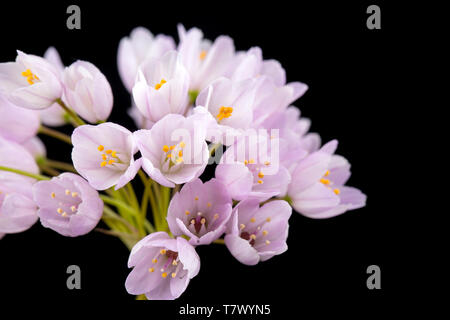 Ein Beispiel von Rosy Knoblauch, Allium roseum, gefunden auf einer Wiese kurz am Straßenrand in der Nähe von Abbotsbury, Dorset England UK GB. Es handelt sich um eine mediterrane Pflanze Stockfoto