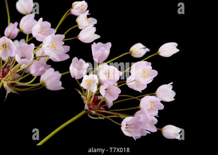 Ein Beispiel von Rosy Knoblauch, Allium roseum, gefunden auf einer Wiese kurz am Straßenrand in der Nähe von Abbotsbury, Dorset England UK GB. Es handelt sich um eine mediterrane Pflanze Stockfoto