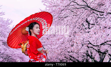 Asiatische Frau mit traditionellen japanischen Kimono und Kirschblüte im Frühling, Japan. Stockfoto