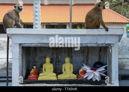 Grau Langur Affe (Semnopithecus priam) und eine Kochmütze Makaken (Macaca sinica) auf ein buddhistisches Heiligtum an der Ruwanwelisaya Dogba, Anuradhapura, Sri Lanka Stockfoto