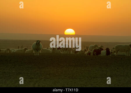 Die Schafe zurück bei Sonnenuntergang. In der Inneren Mongolei, China. Stockfoto