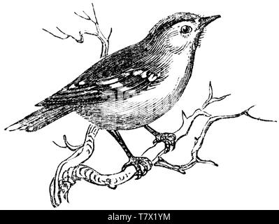 Holz graviert Illustration, von der "Schatzkammer der Natur" von Samuel Maunder, veröffentlicht 1848 Stockfoto