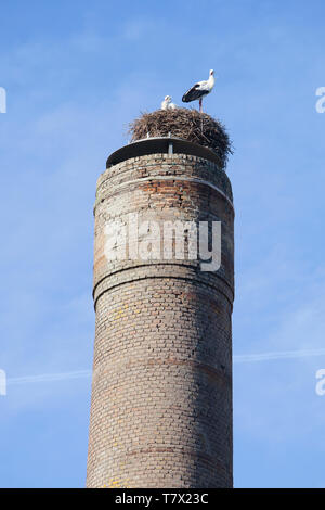 Nest mit zwei Störche auf alten industriellen Schornstein gegen den blauen Himmel in den Niederlanden Stockfoto