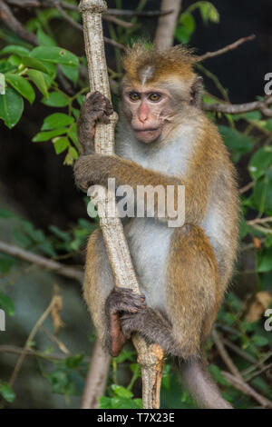 Junge Toque Macaque (Macaca sinica) in den Bäumen am Rande der Heritance Kandalama Hotel, Sri Lanka. Stockfoto