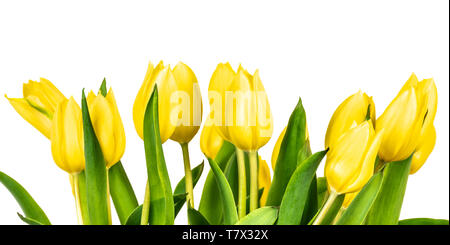 Gelbe Tulpen auf weißem Hintergrund. Frühling Blumen. Stockfoto