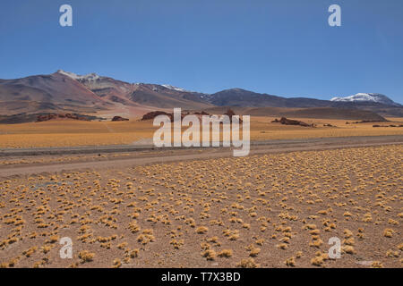 Goldenen Teppich auf der hohen Altiplano der Atacama, San Pedro de Atacama, Chile Stockfoto