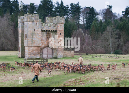 Excercising Percy Jagd foxhounds. Stockfoto