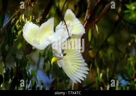 Cacatua galerita - Schwefel-Crested Cockatoo auf die Niederlassung in Australien sitzt. Große, weiße und gelbe Kakadu mit grünem Hintergrund. Stockfoto