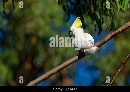 Cacatua galerita - Schwefel-Crested Cockatoo auf die Niederlassung in Australien sitzt. Große, weiße und gelbe Kakadu mit grünem Hintergrund. Stockfoto