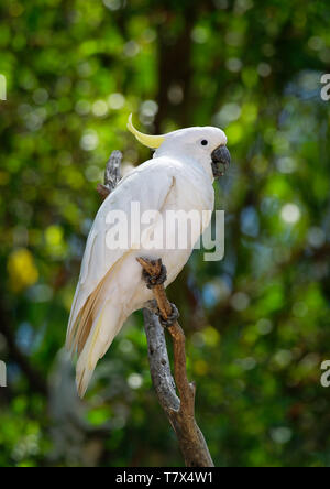 Cacatua galerita - Schwefel-Crested Cockatoo auf die Niederlassung in Australien sitzt. Große, weiße und gelbe Kakadu mit grünem Hintergrund. Stockfoto