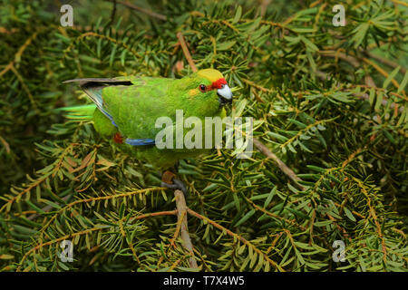 Gelb - gekrönte Sittich - kakariki-Cyanoramphus auriceps endemisch Sittich Fütterung im Busch in Neuseeland, Nordinsel, Südinsel und Stewart Stockfoto