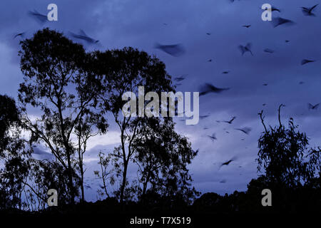 Pteropus poliocephalus-graue Flying Fox in der Nacht, weg von Tag Ort fliegen, nach unten hängen auf dem Zweig Stockfoto