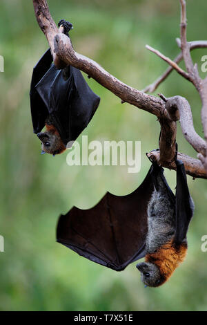 Pteropus poliocephalus-graue Flying Fox am Abend von Tag Ort fliegen, nach unten hängen auf dem Zweig Stockfoto