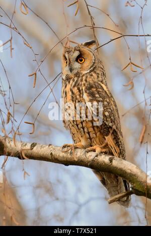 Waldohreule (Asio otus) sitzen auf dem Zweig mit seinem magischen Augen Stockfoto