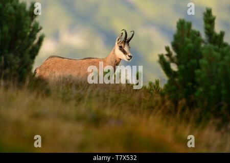 Chamois - Rupicapra rupicapra auf der Alm Stockfoto